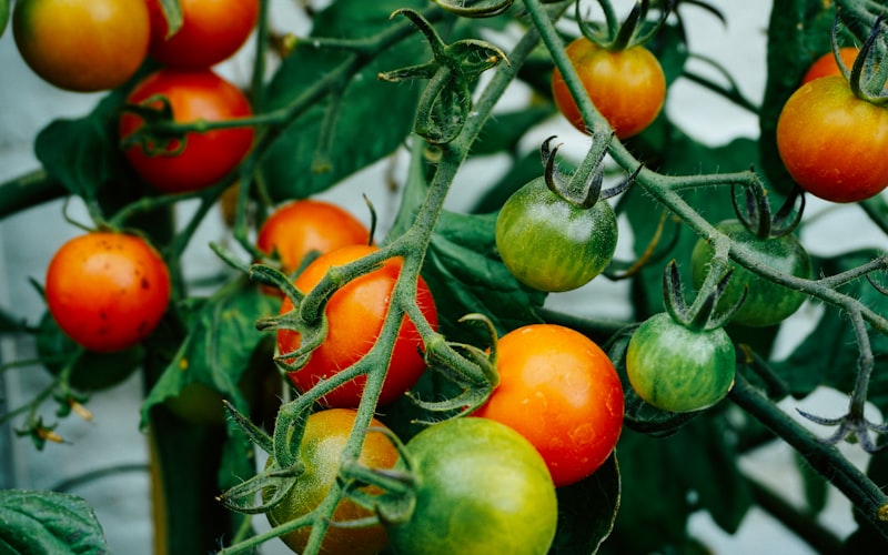 Como Plantar Tomate em Vaso: Guia Completo