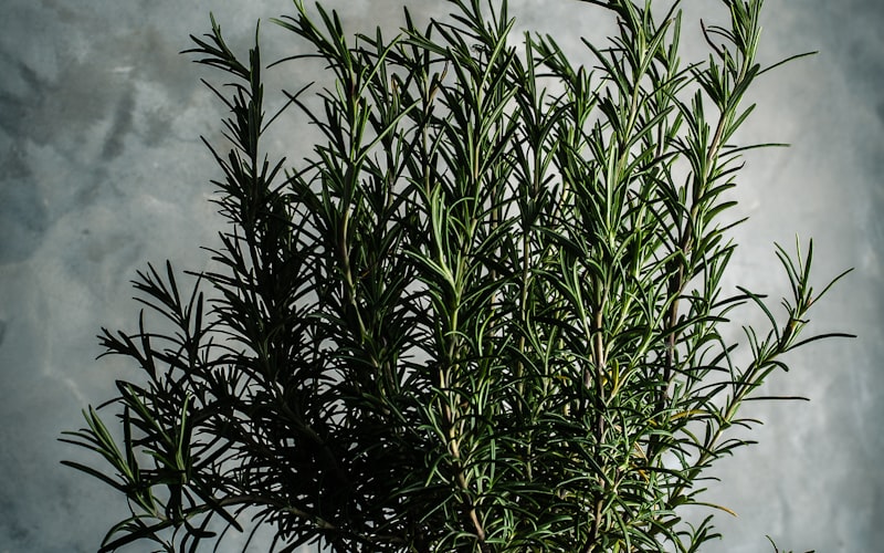 Ervas Medicinais para Cultivar no Quintal