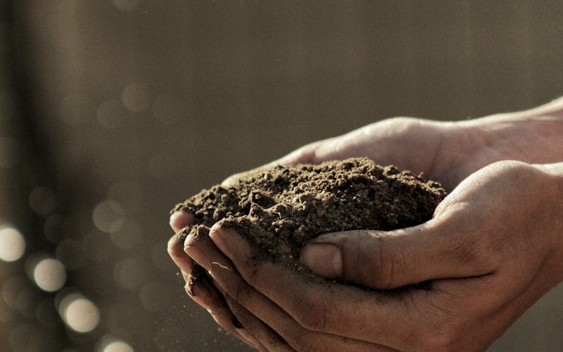 Adubo Caseiro: 7 Receitas Naturais para Suas Plantas