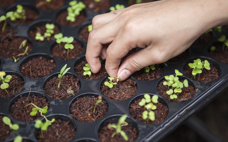 Pragas na Horta: Como Identificar e Combater Naturalmente