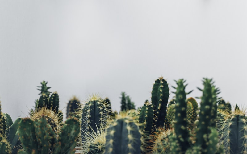 Jardim de Inverno: Como Montar e Quais Plantas Usar