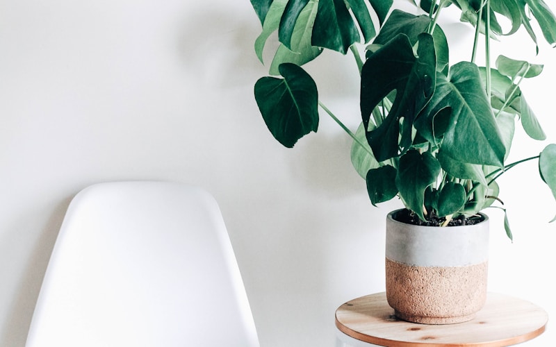 Plantas para Apartamento: 12 Espécies que Vivem Bem na Sombra