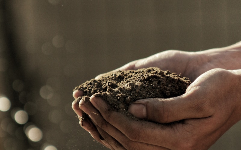 Solo para Plantas: Como Escolher o Substrato Certo