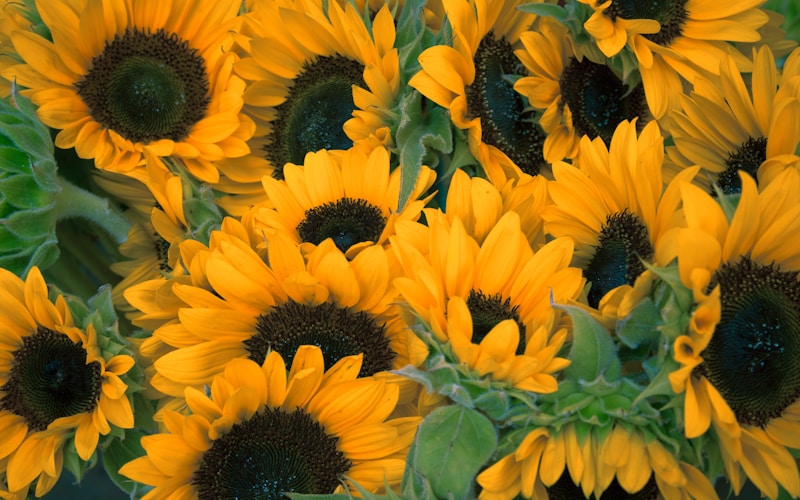 Flores Comestíveis: Beleza e Sabor no Prato