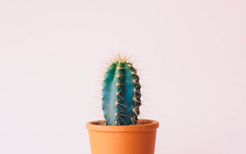Plantas que Purificam o Ar da Sua Casa