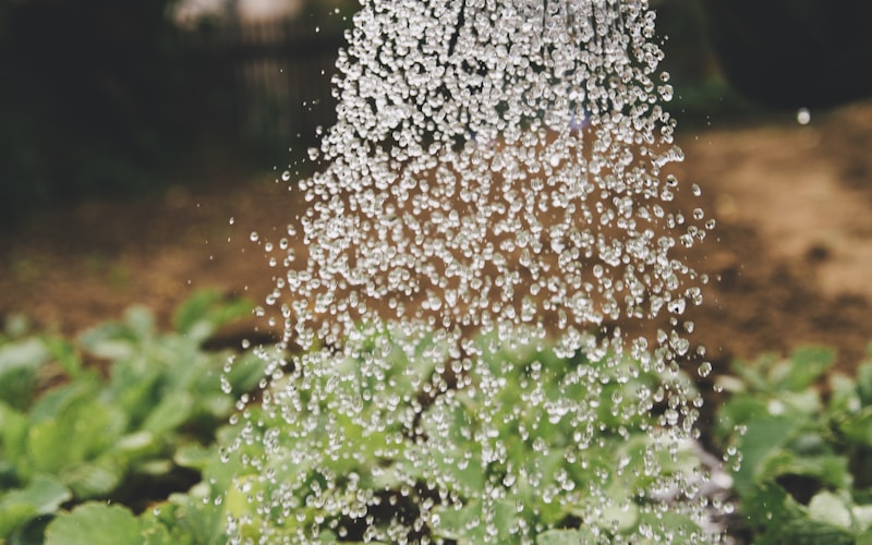 Como Fazer Repelente Natural com Plantas da Horta