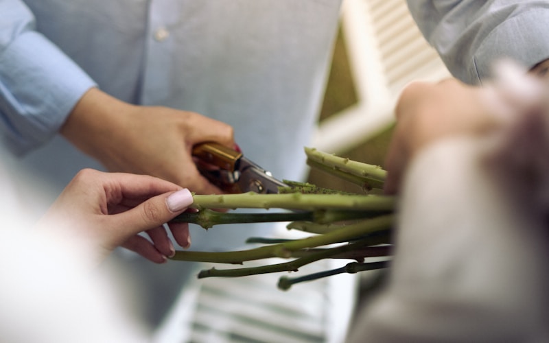 Podas: Quando e Como Podar Suas Plantas Corretamente