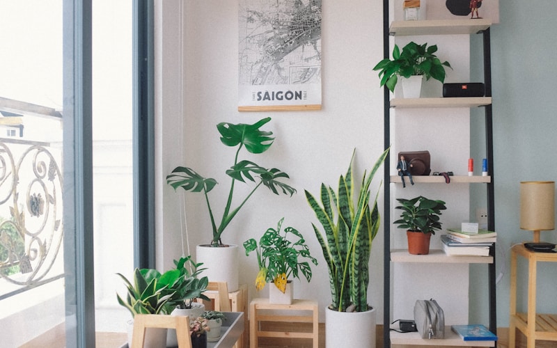 Como Cultivar Orquídeas em Apartamento: Guia Completo