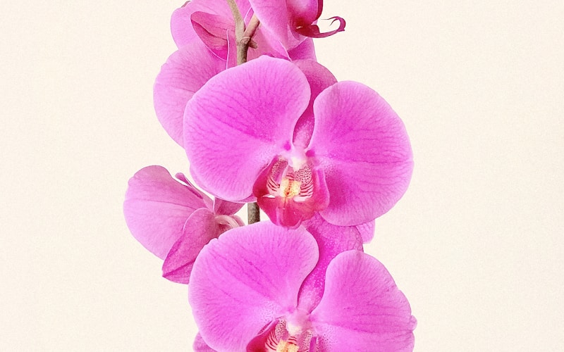 Como Cuidar de Orquídeas: Dicas Práticas