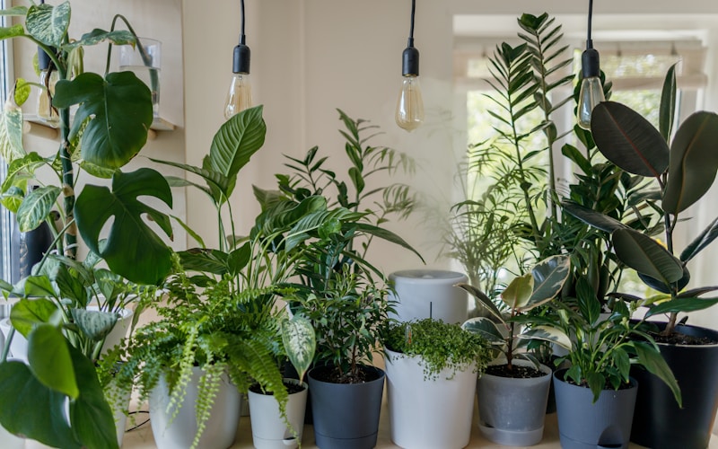 Ervas Aromáticas Fáceis: Do Plantio à Colheita em Vasos
