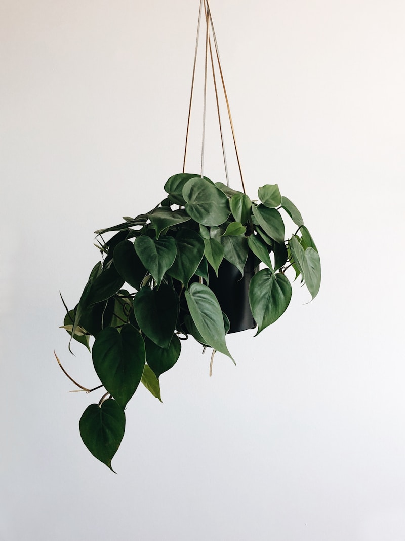 Plantas Pendentes: As Melhores Espécies para Decorar