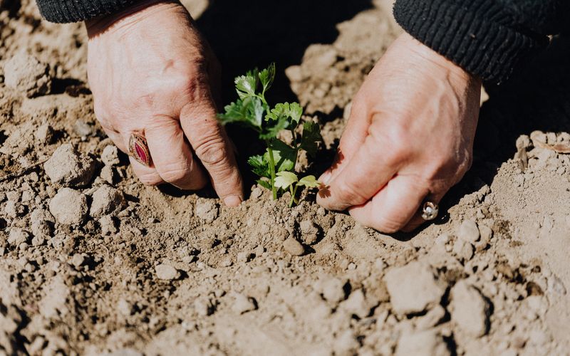 Adubação Natural: Como Nutrir sua Horta sem Químicos
