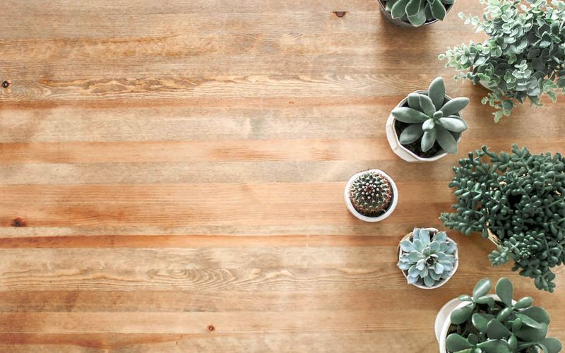Cactos e Suculentas: Guia Completo de Cultivo em Ambientes Internos