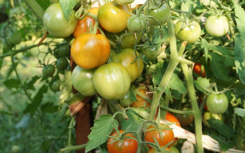 Como Cultivar Tomates em Vasos: Do Plantio à Colheita