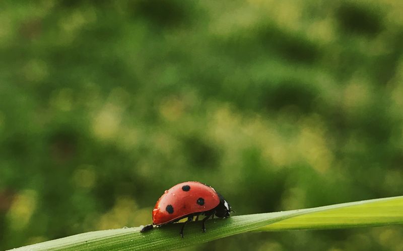 Controle Natural de Pragas: Proteja sua Horta sem Veneno