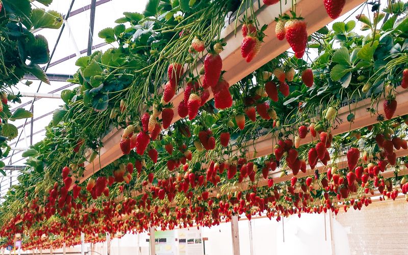 Hidroponia Caseira: Como Cultivar Hortaliças sem Terra