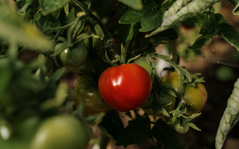 Plantas Companheiras: Guia Completo de Consórcio na Horta