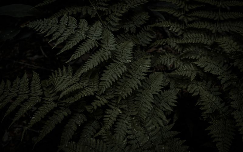Samambaias em Casa: Espécies, Cuidados e Decoração com Plantas Pendentes