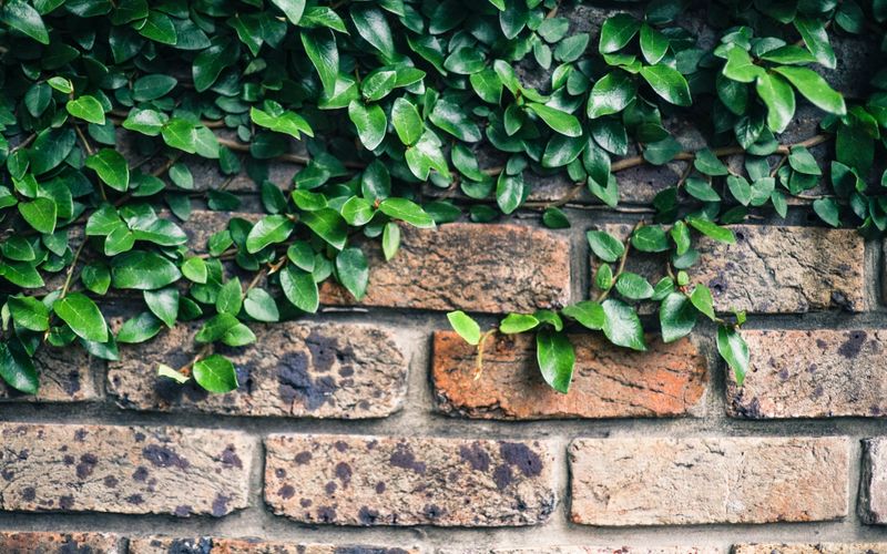 Trepadeiras para Muros e Pergolados: 10 Espécies que Transformam Ambientes