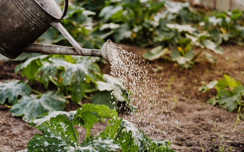 Canteiro de Temperos na Cozinha: Como Montar em 5 Passos