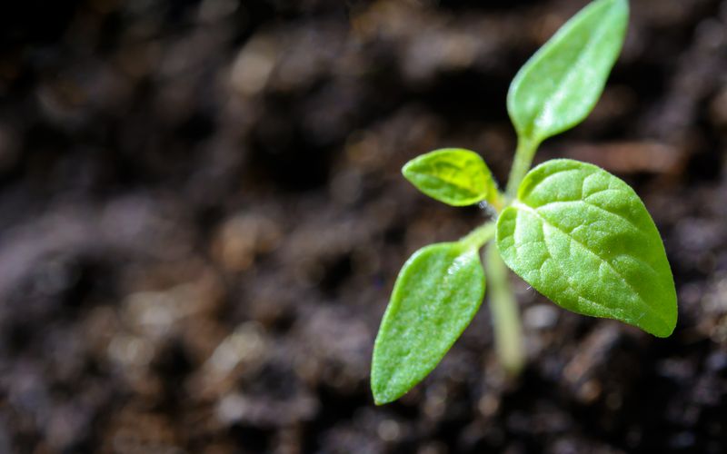 Compostagem em Apartamento: É Possível e Mais Fácil do que Parece