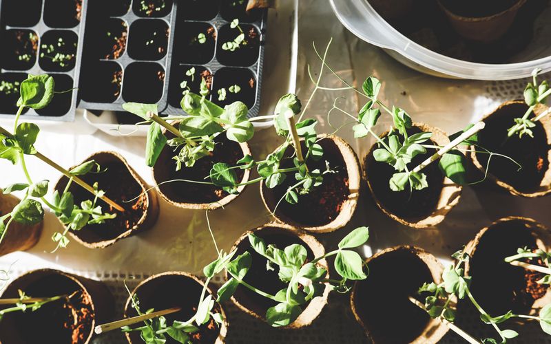 Horta Vertical: 6 Solucoes Criativas Para Espacos Pequenos