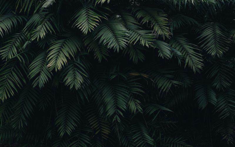 Jardim Sensorial: Plantas que Estimulam os Cinco Sentidos