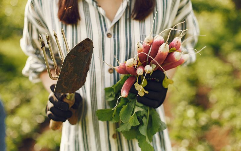 Como Fazer Mudas de Ervas Aromaticas em Casa: Guia Passo a Passo