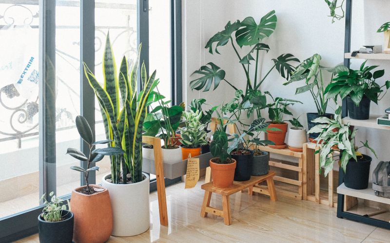 Plantas Que Purificam o Ar: 8 Especies Para Ter Dentro de Casa
